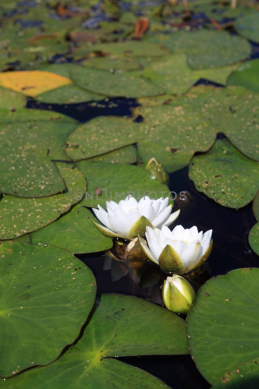 water lilies on small lake