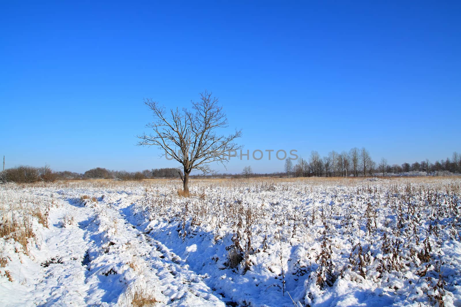 small oak on field near roads by basel101658