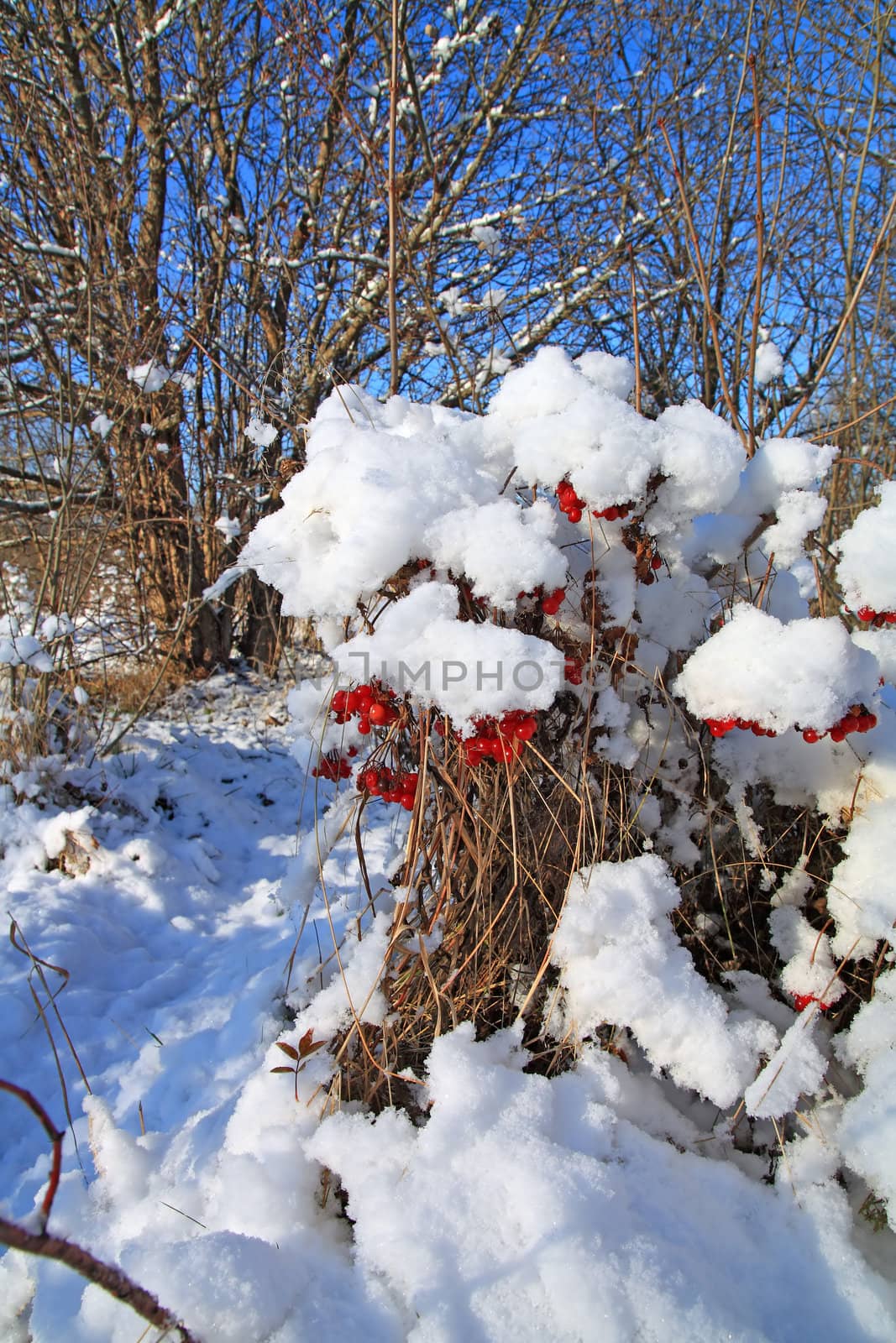 red berries of the viburnum in snow by basel101658