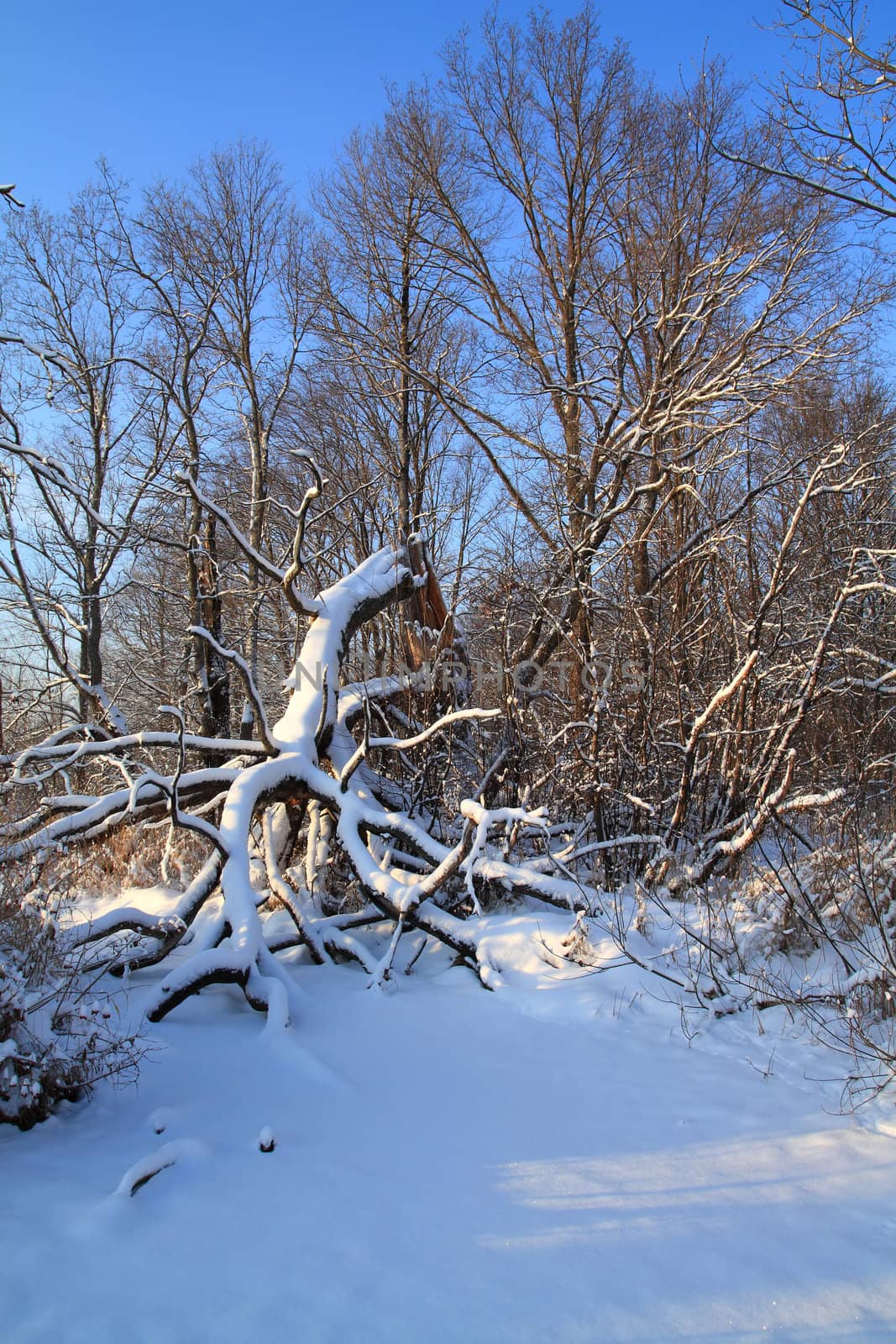 tumbled tree in winter wood