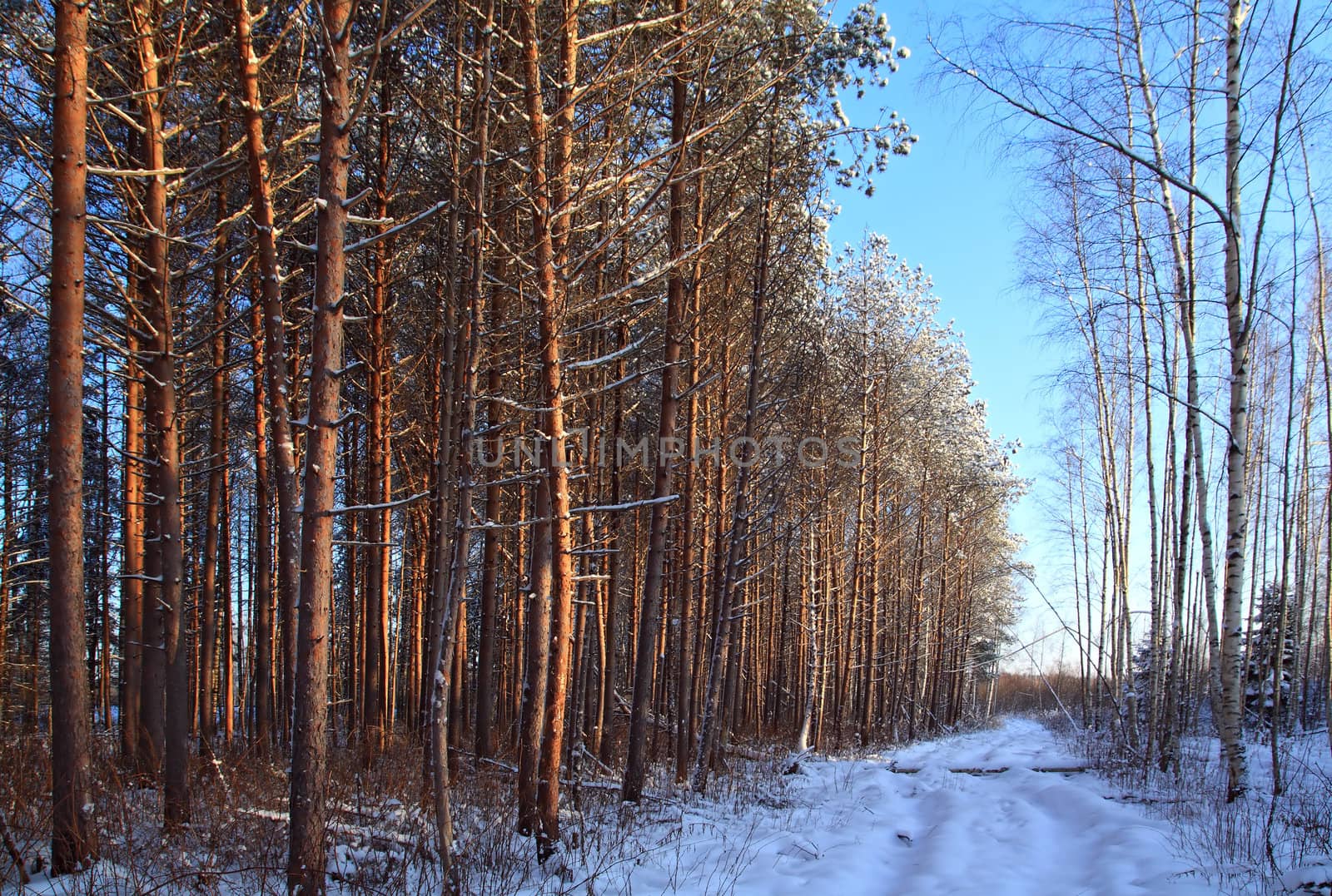 aging rural road in pine wood