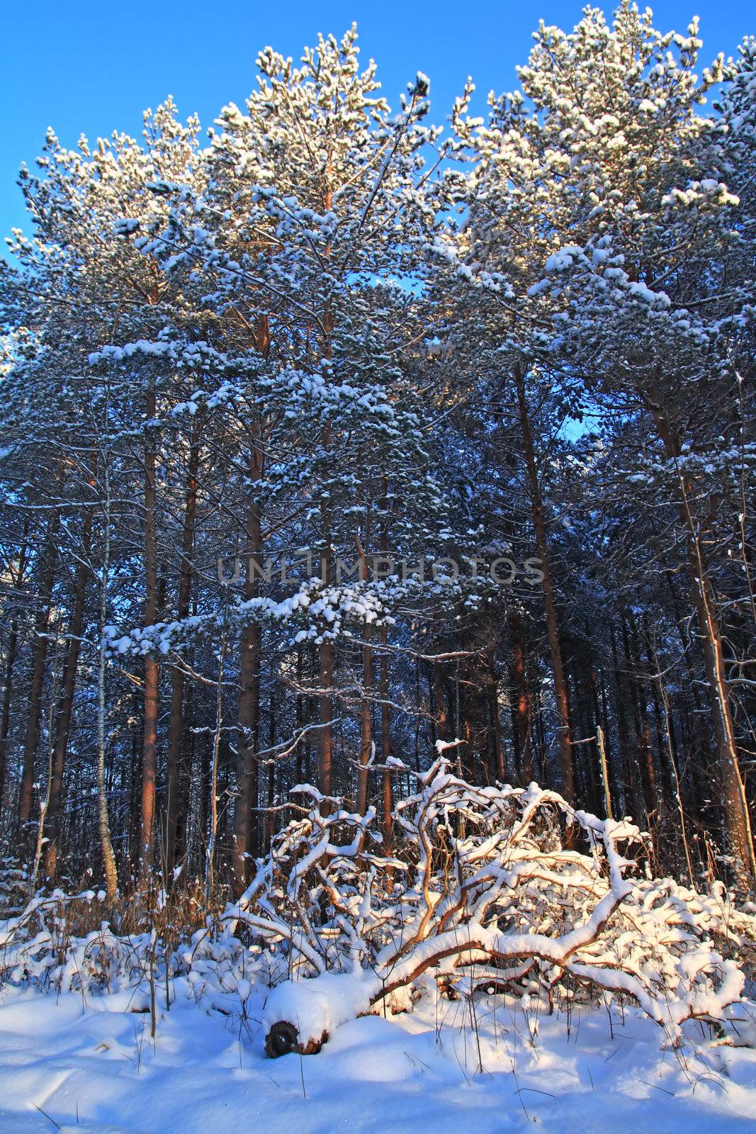 pine wood in winter snow by basel101658