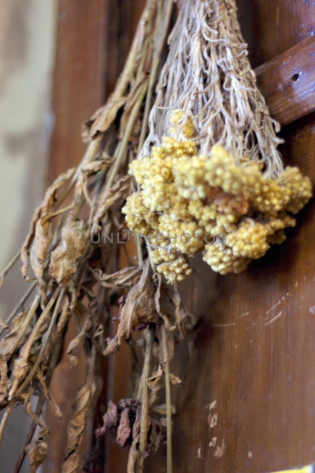 Fresh dried herb bundles of different herbs hanging on the wall