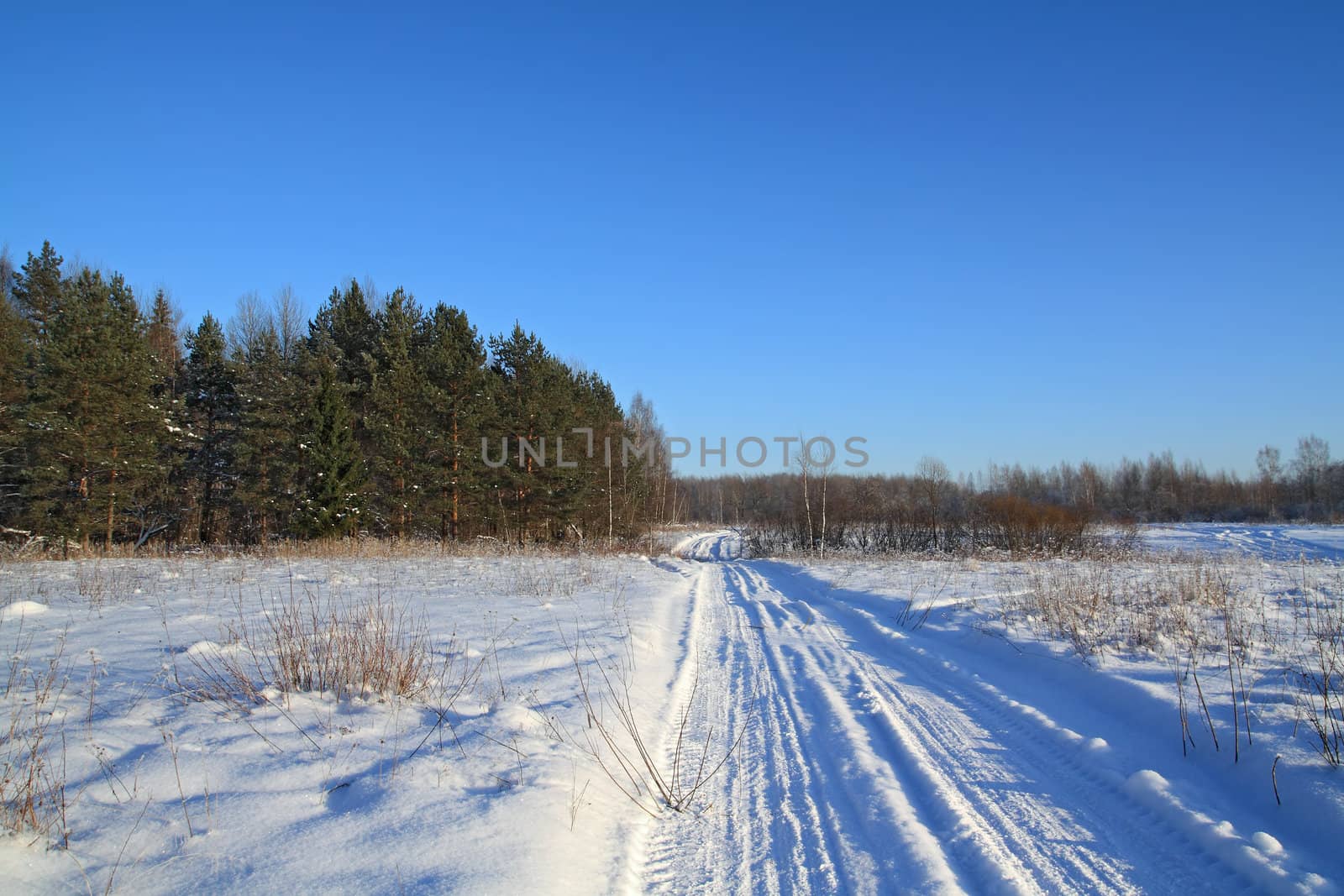 snow road near pine wood
