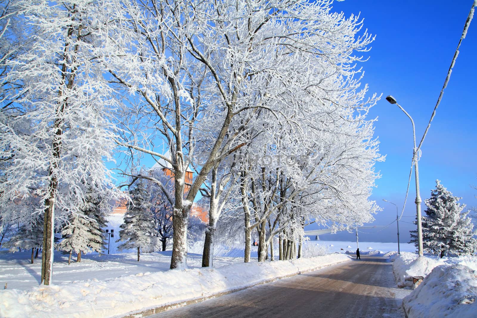 tree in snow near roads