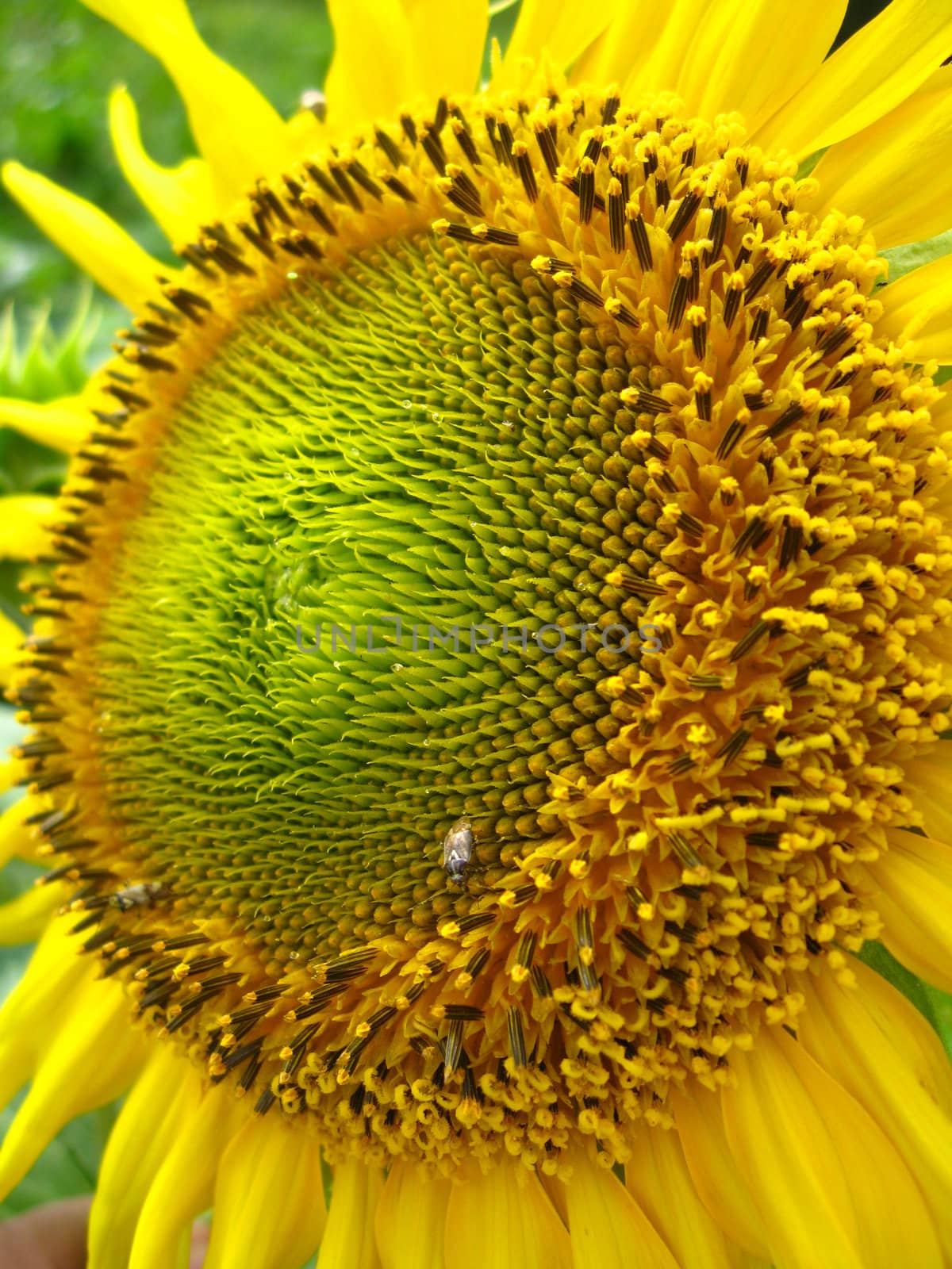 the image of the beautiful yellow sunflower