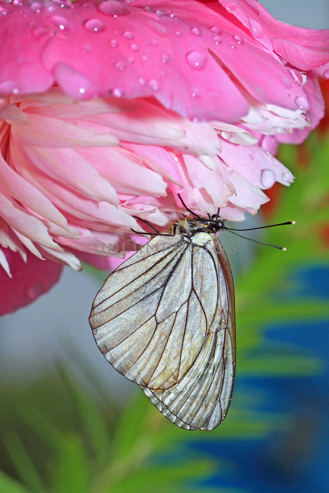 butterfly is under flower to hide from rain