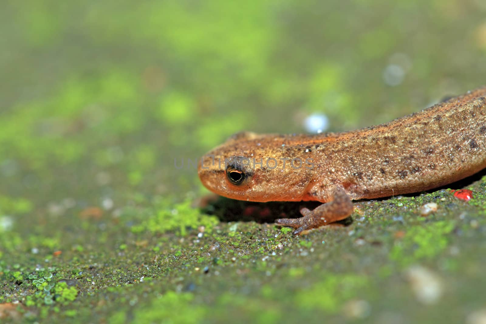 small lizard on green stone by basel101658