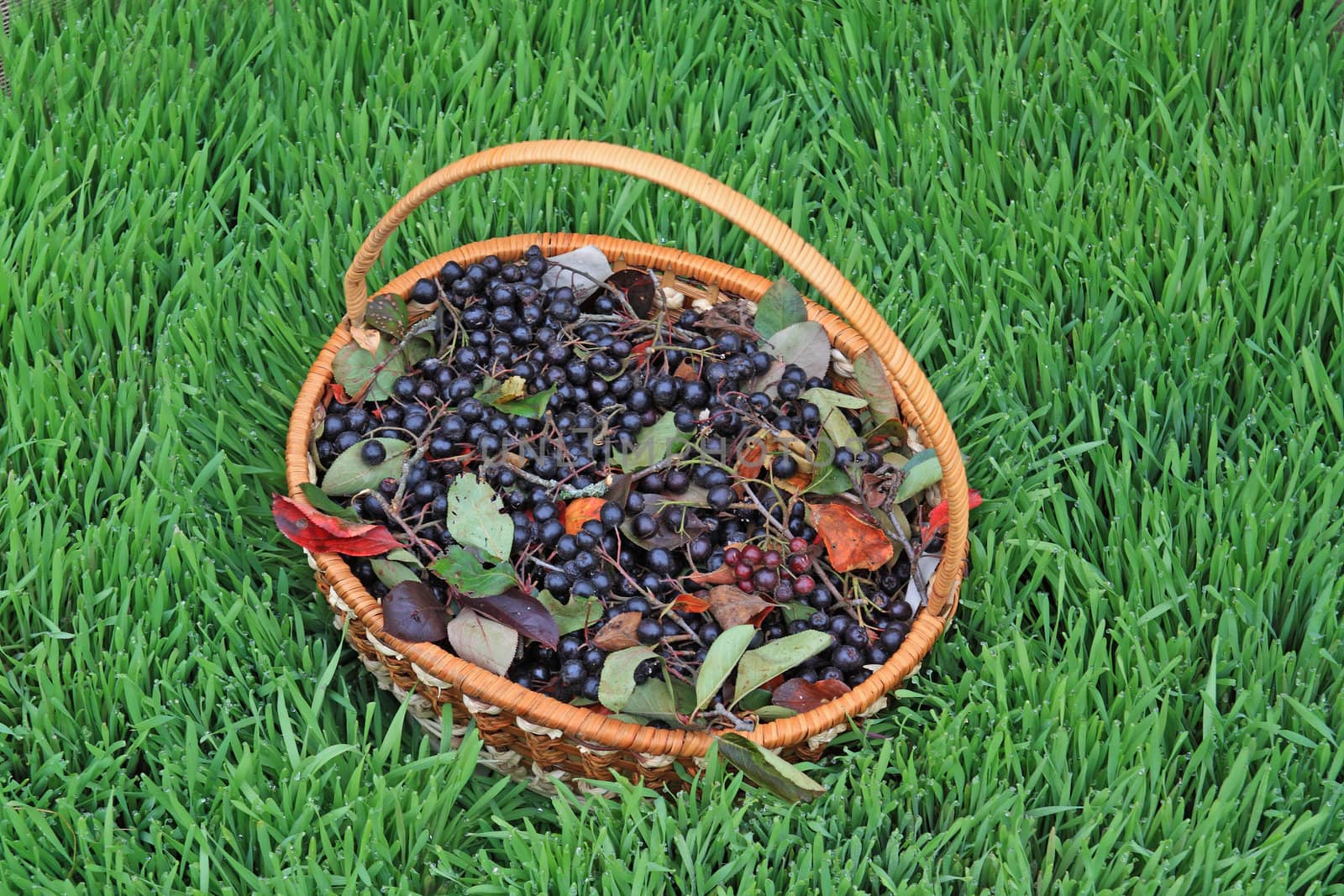 chokeberry in basket not green artificial herb