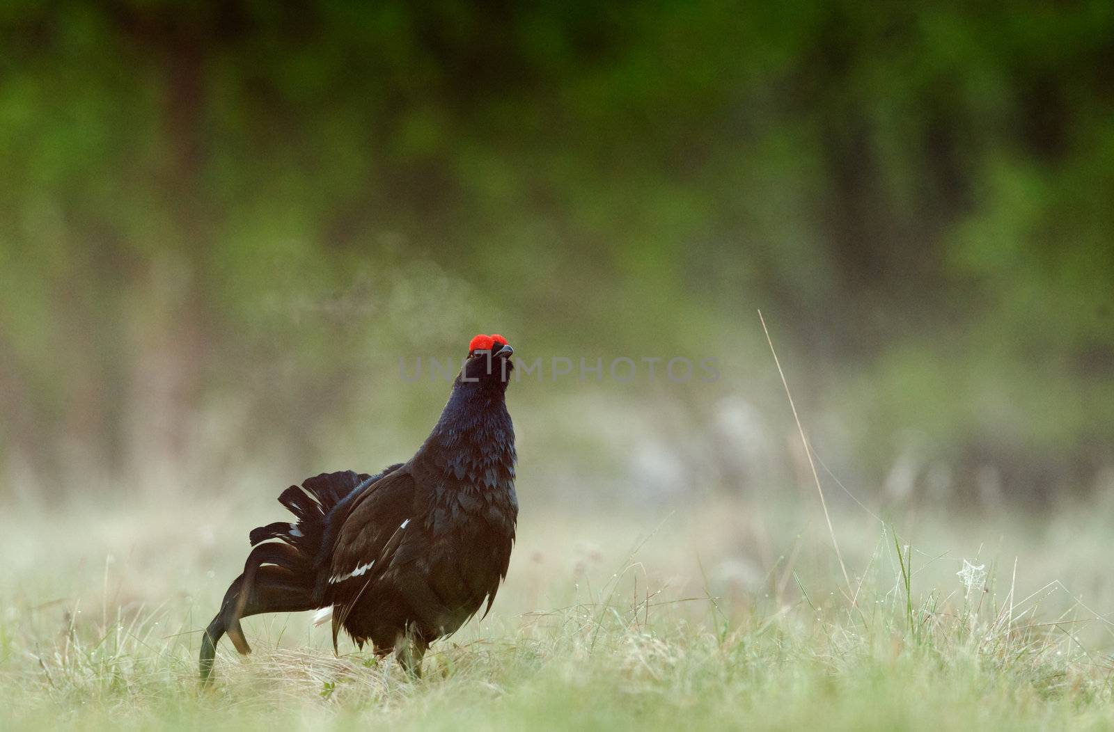 Lekking Black Grouse ( Lyrurus tetrix). Early morning. Forest