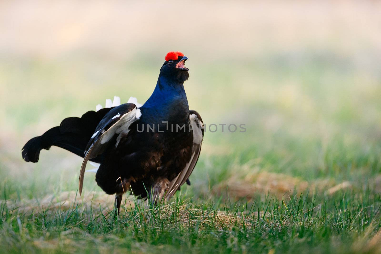 Lekking Black Grouse ( Lyrurus tetrix). Early morning. Forest