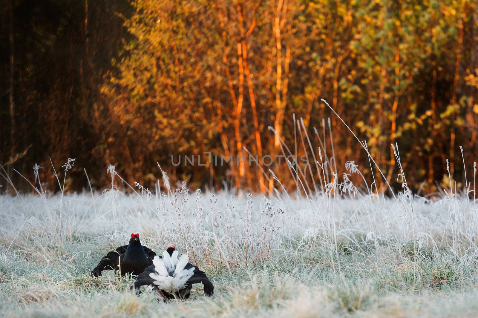 Fighting Black Grouse ( Lyrurus tetrix) at the Lek. Early morning. Forest