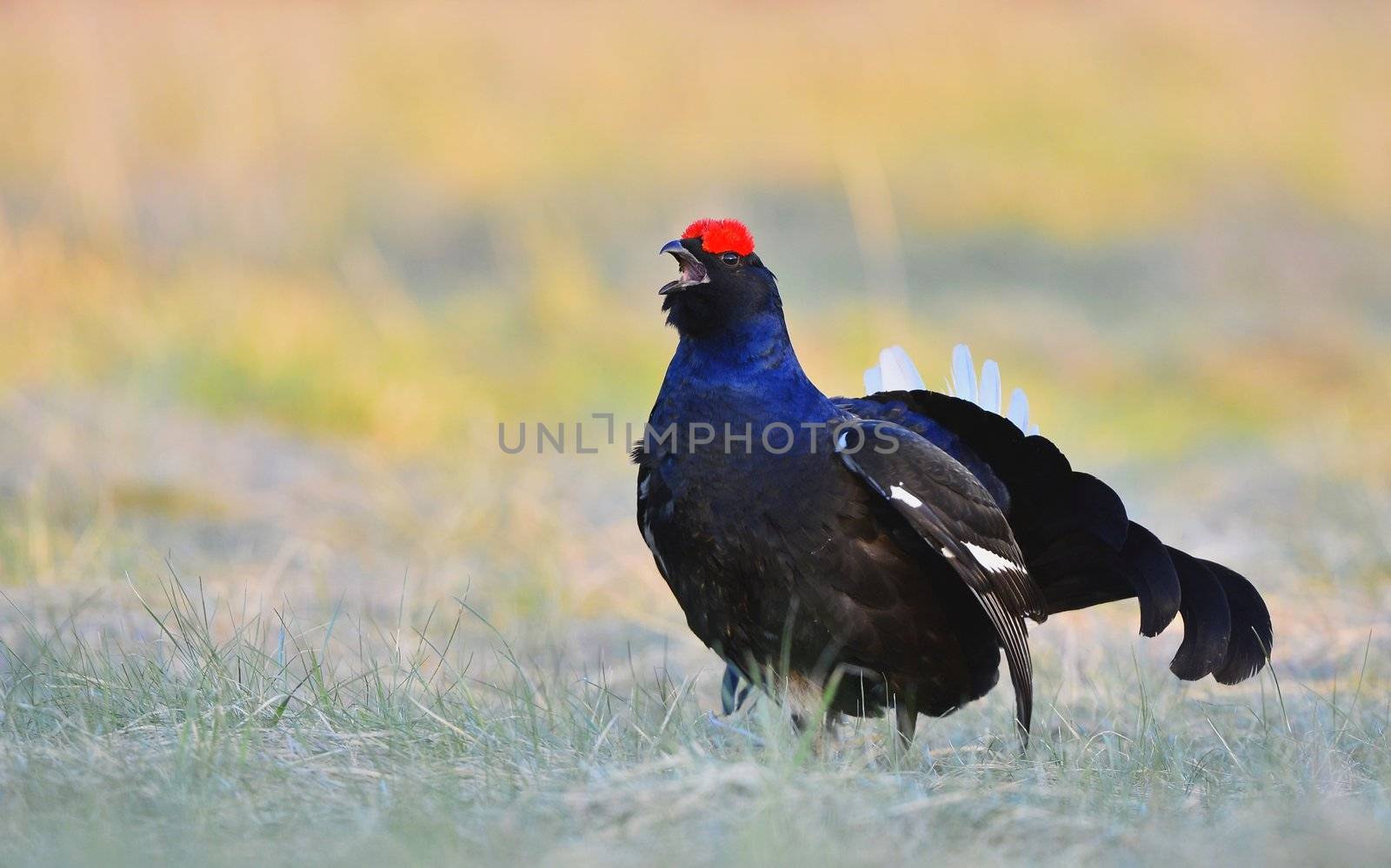 Lekking Black Grouse ( Lyrurus tetrix). Early morning. Forest