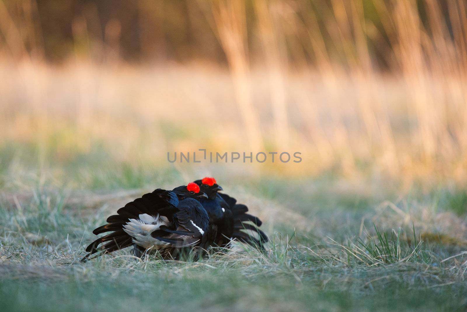 Lekking Black Grouse ( Lyrurus tetrix). Early morning. Forest