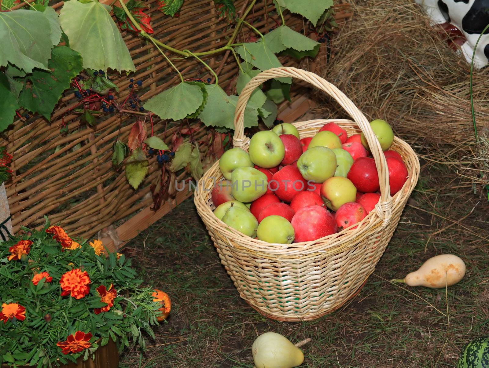 apple in basket on rural market