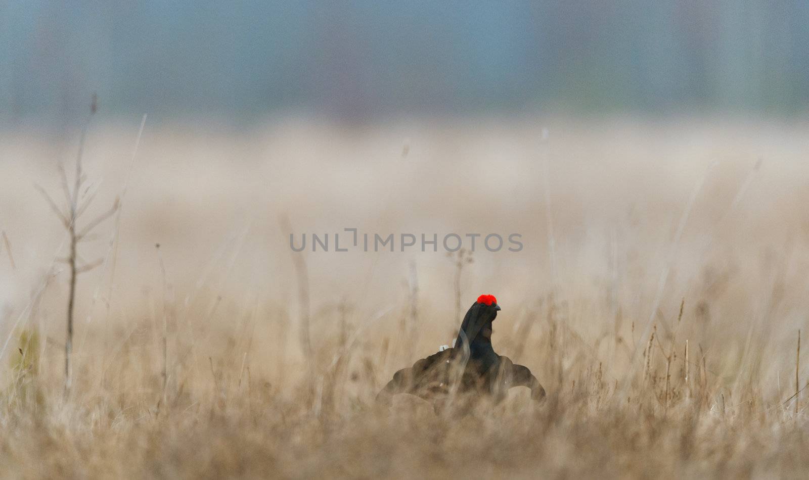 Lekking Black Grouse by SURZ