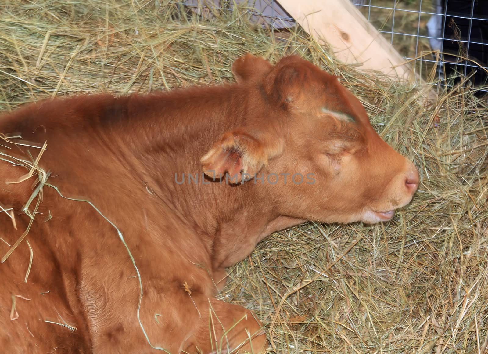 redhead calf on dry hay by basel101658