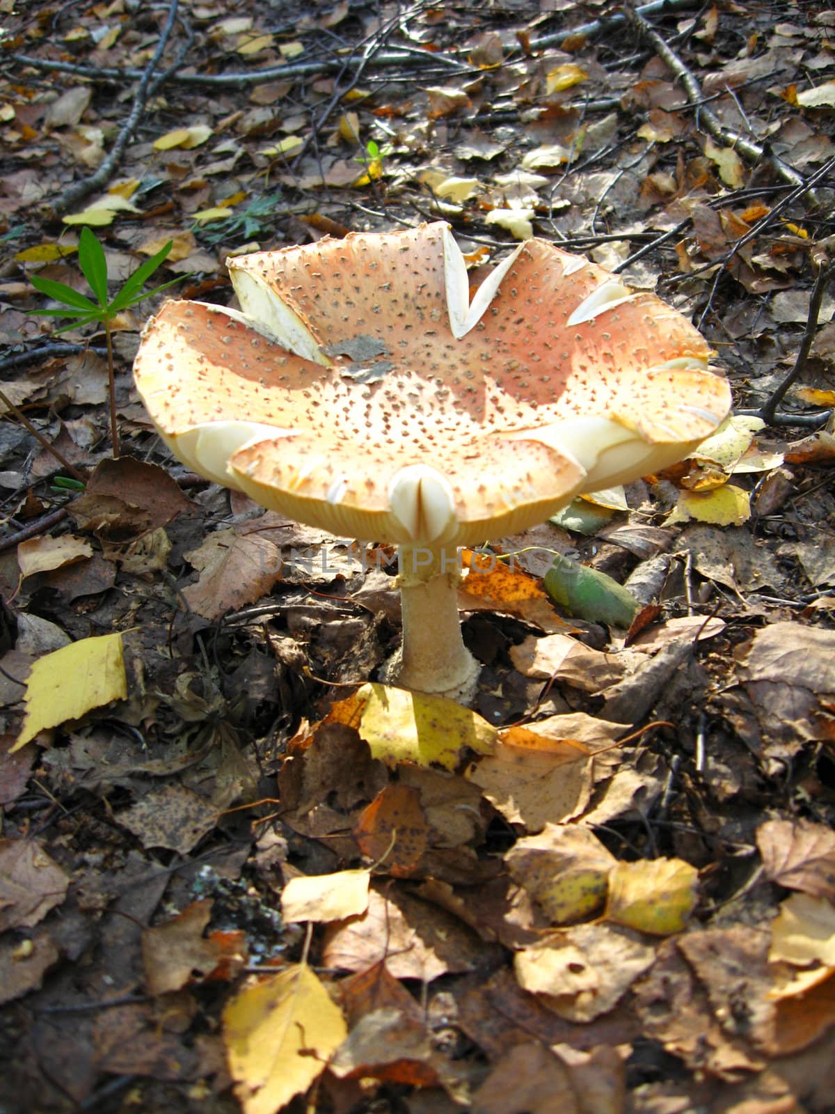 Inedible mushroom of toadstool in autumn forest