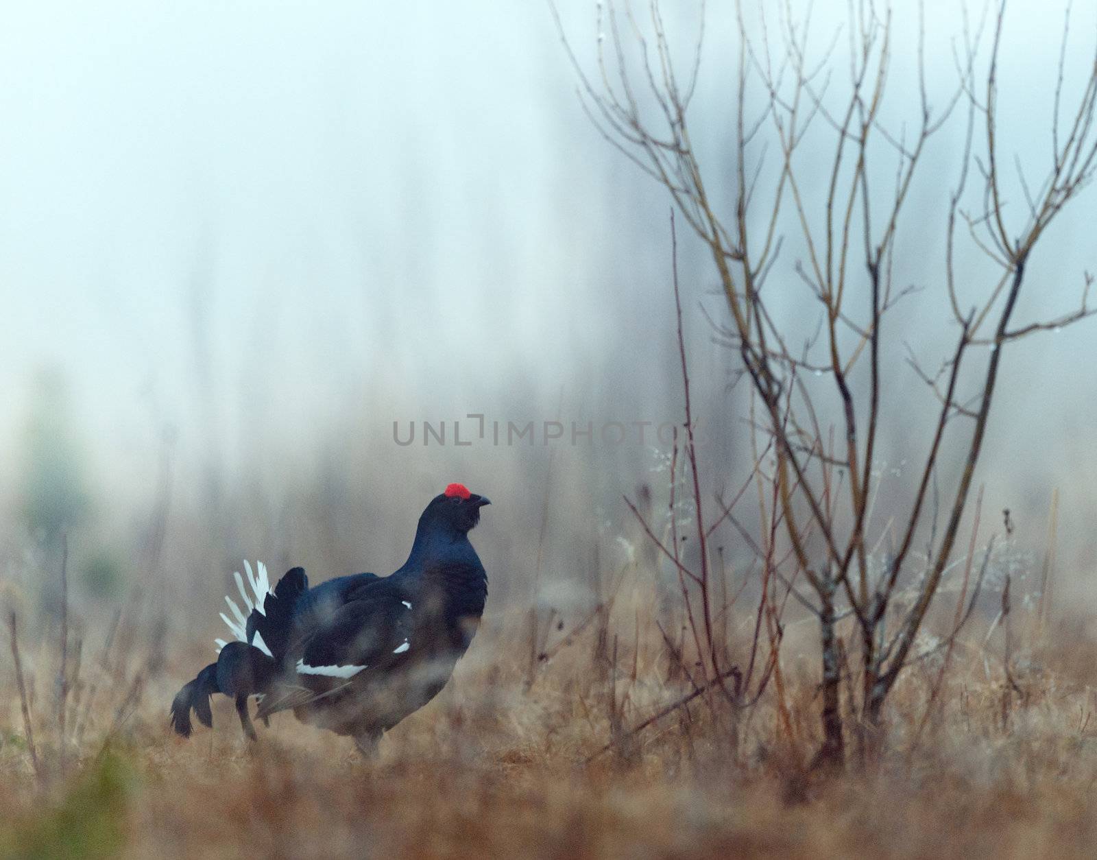 Lekking Black Grouse ( Lyrurus tetrix). Early morning. Forest