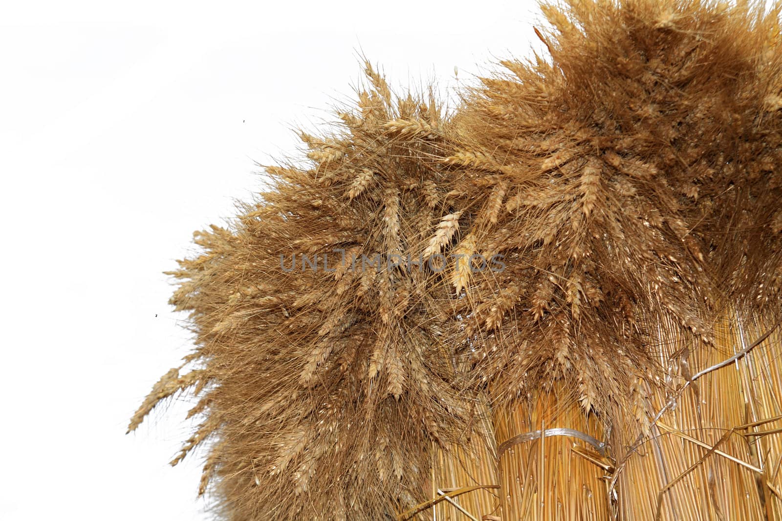 wheat sheaf on white background