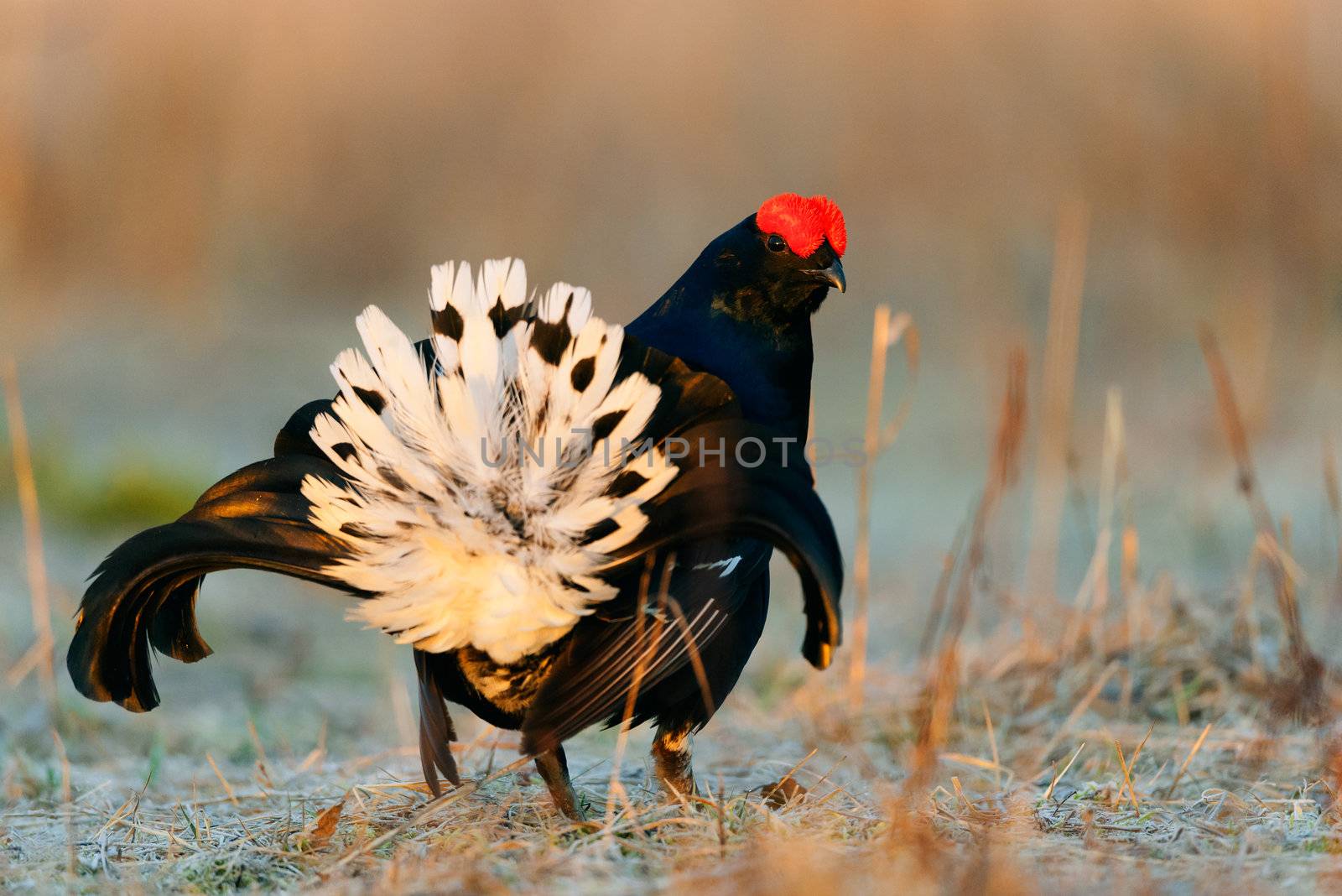 Lekking Black Grouse ( Lyrurus tetrix). Early morning. Forest