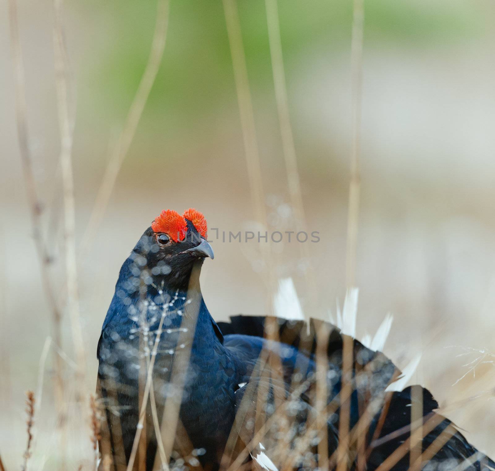 Lekking Black Grouse ( Lyrurus tetrix). Early morning. Forest