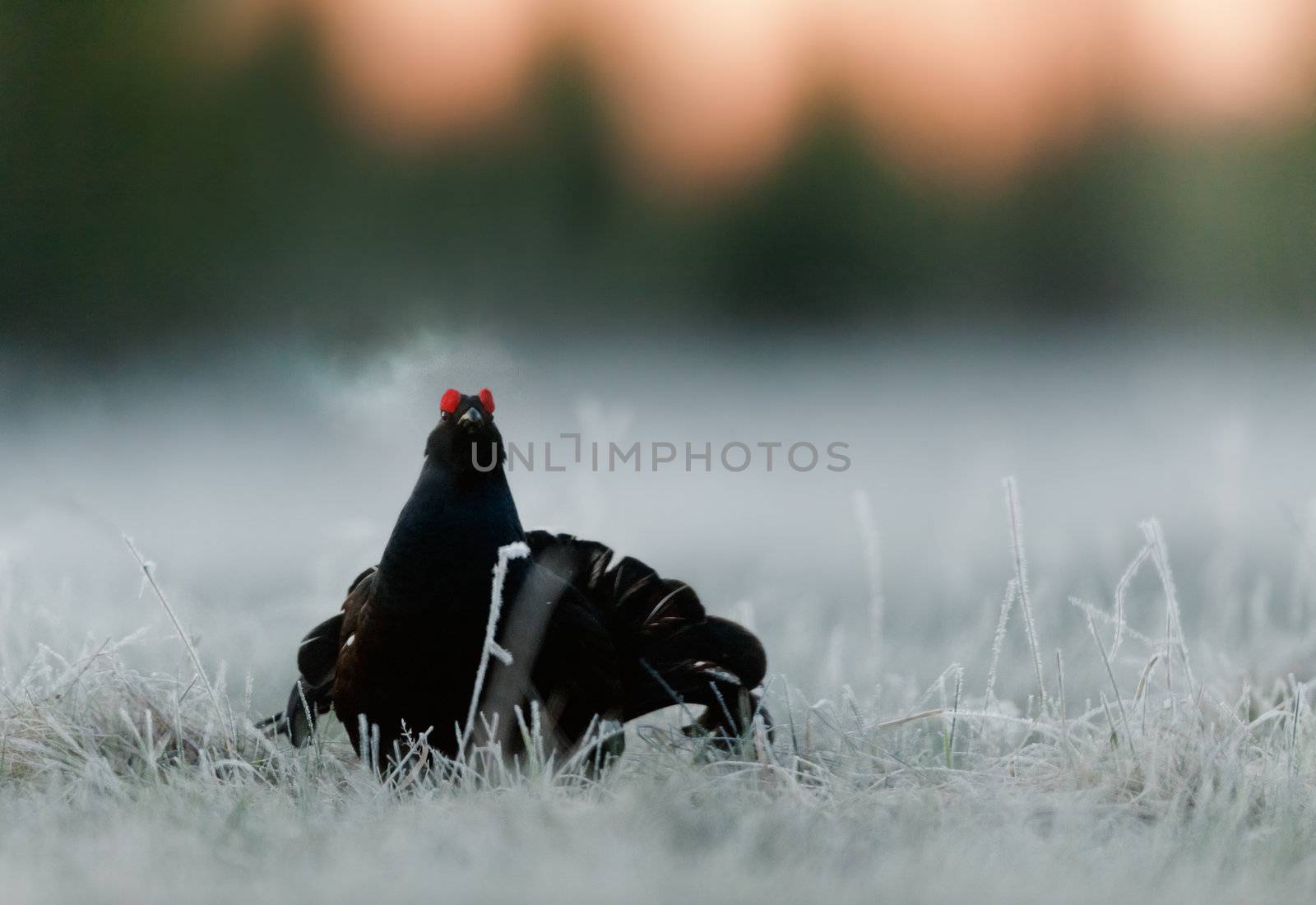 Lekking Black Grouse by SURZ