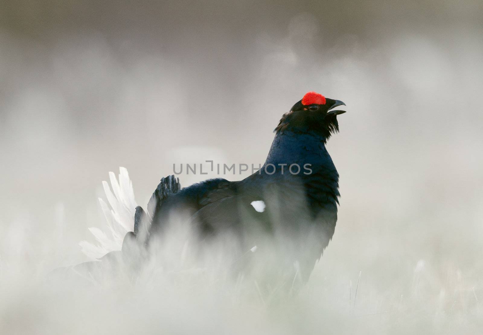 Lekking Black Grouse by SURZ