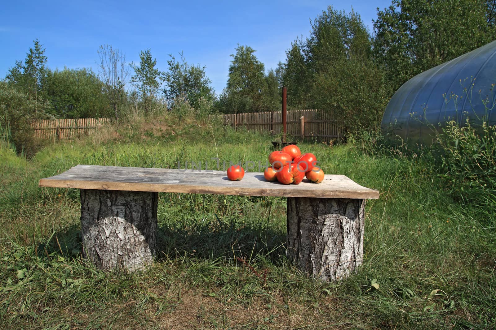 ripe tomatoes on wooden bench by basel101658