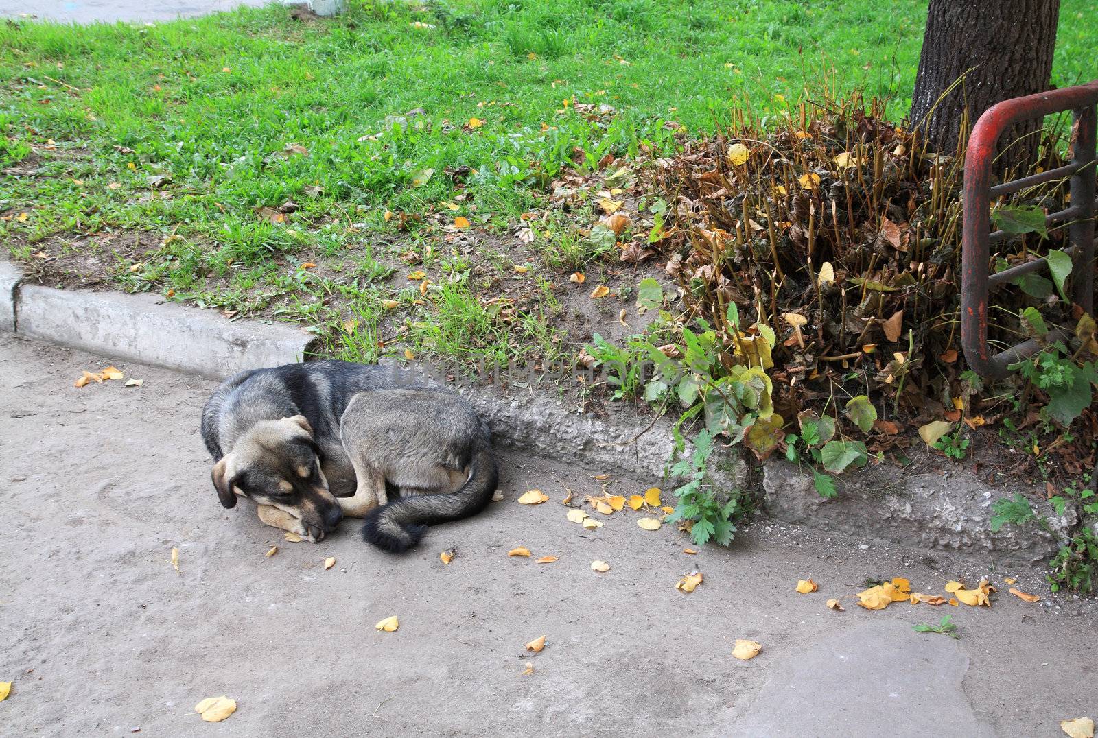 stray dog sleeps on road