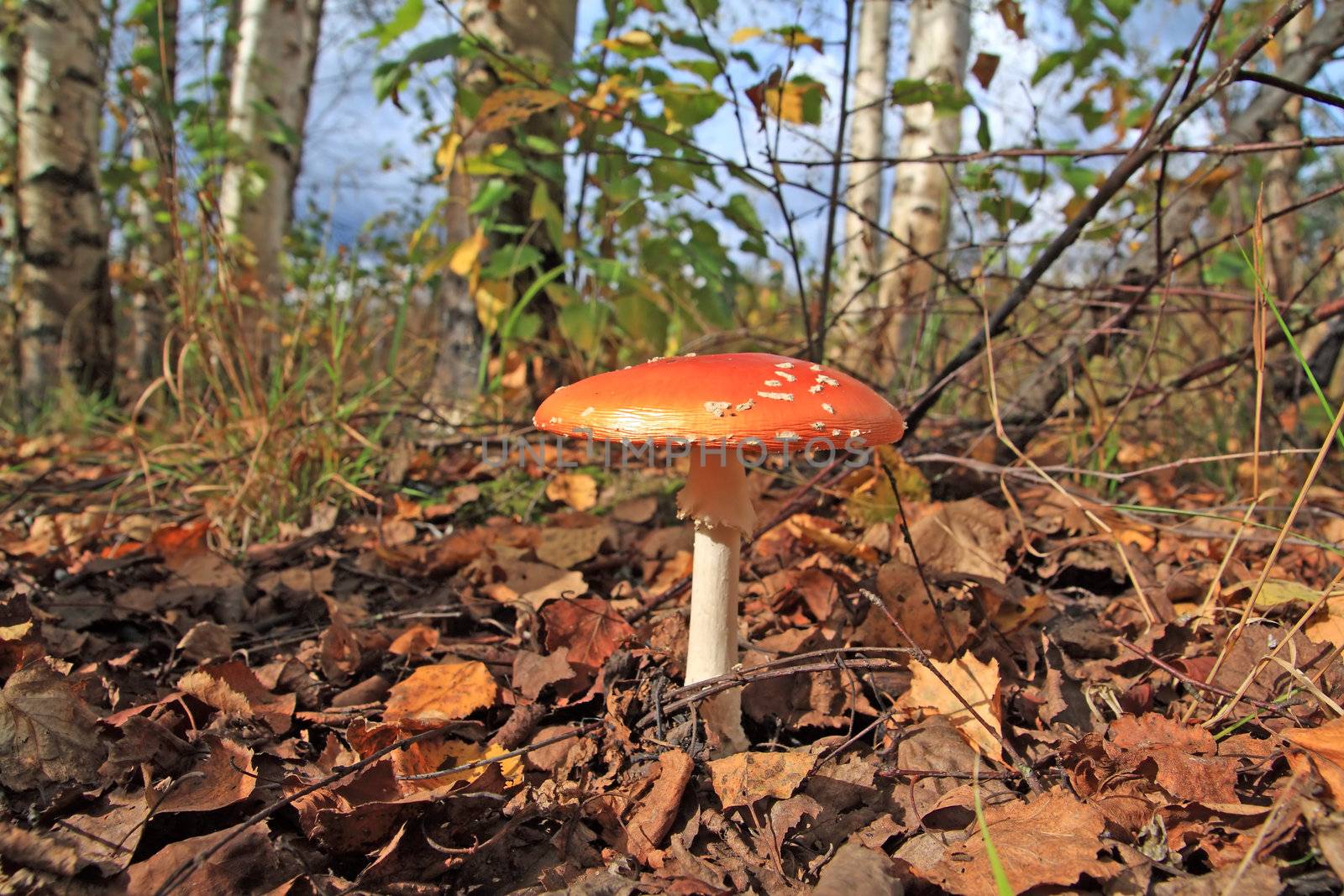 big fly agaric amongst yellow dry sheet by basel101658