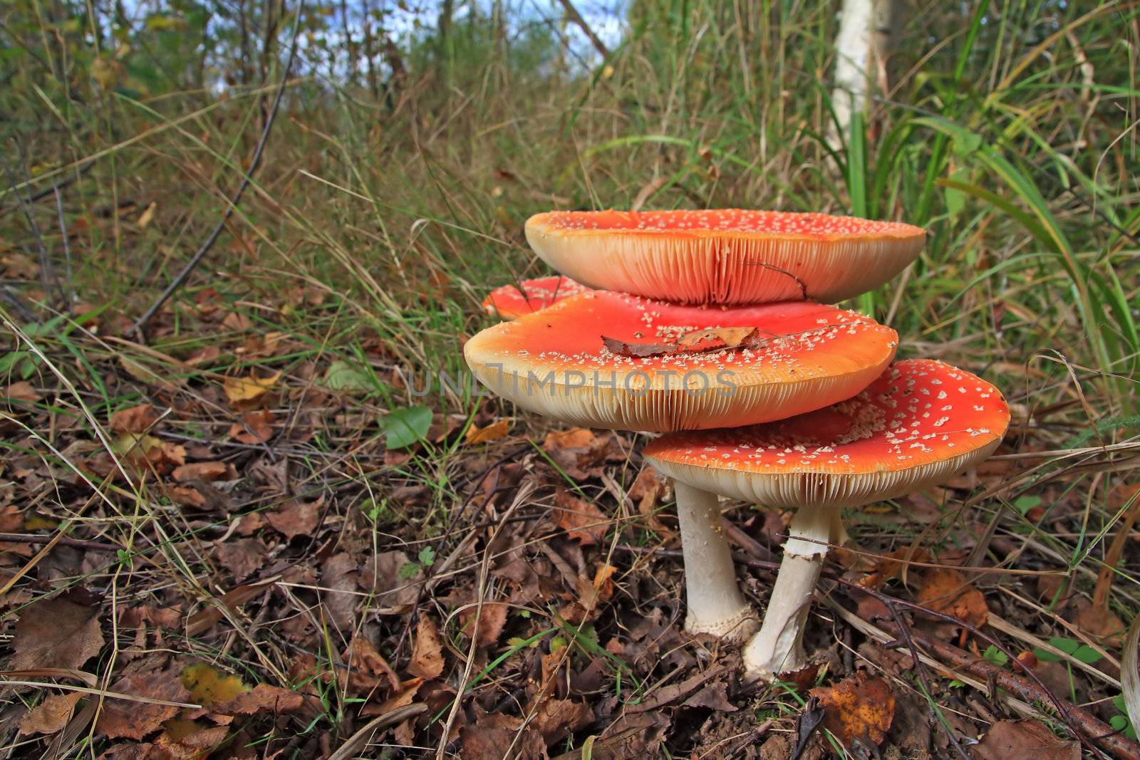 fly agarics in wood