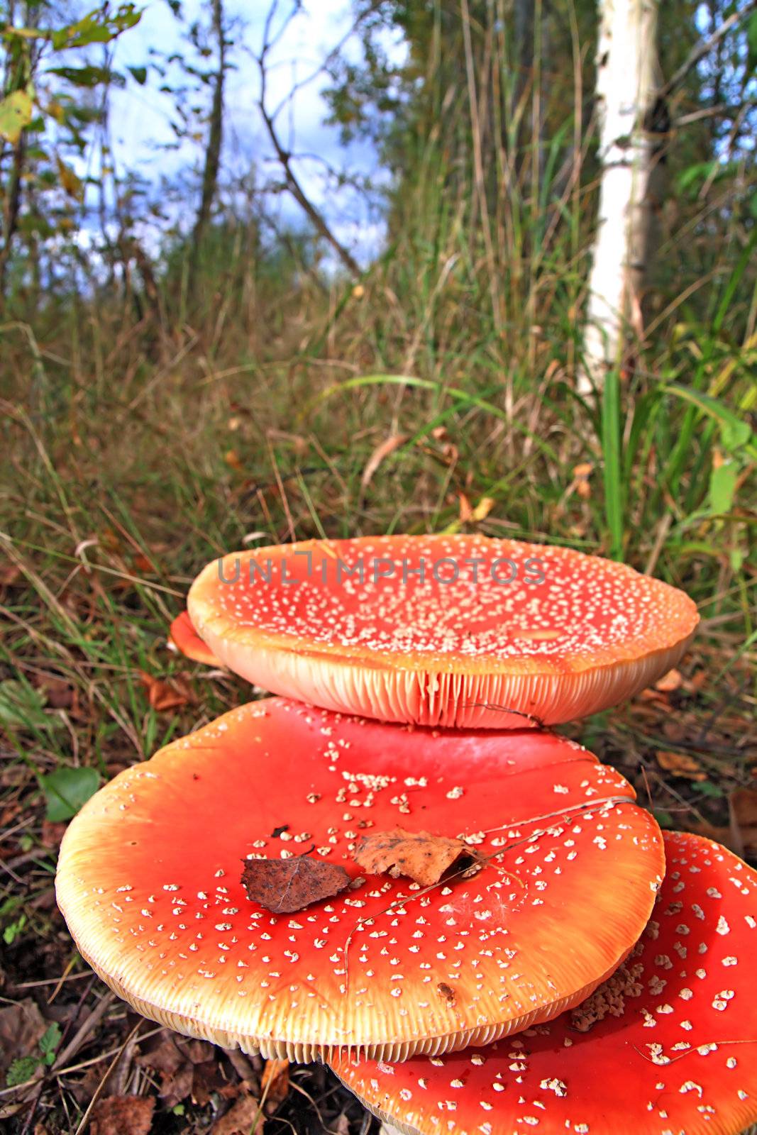 fly agarics in wood