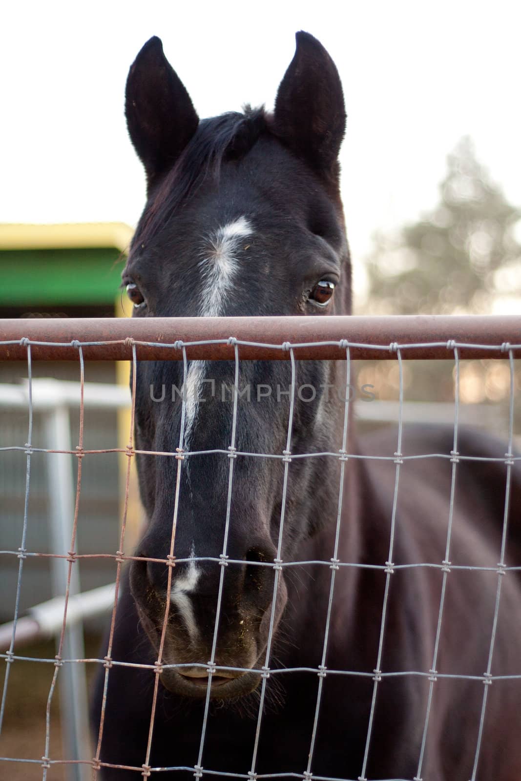 horse looking sad over fence in the camera
