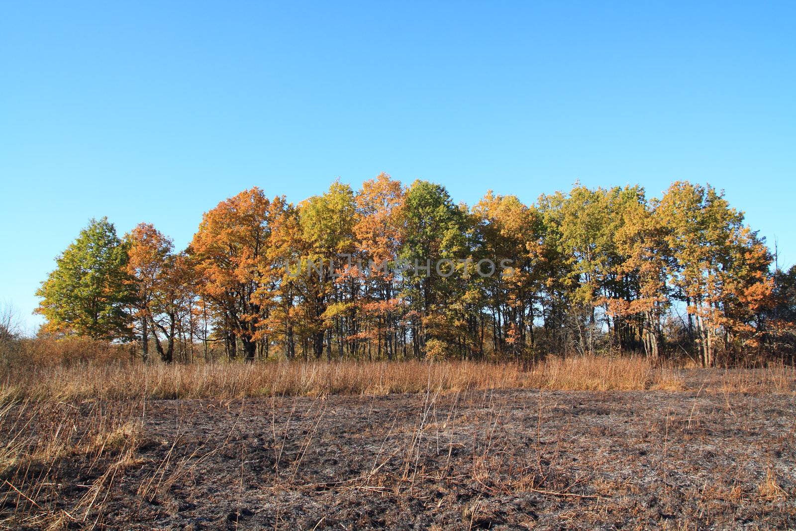 oak wood after fire