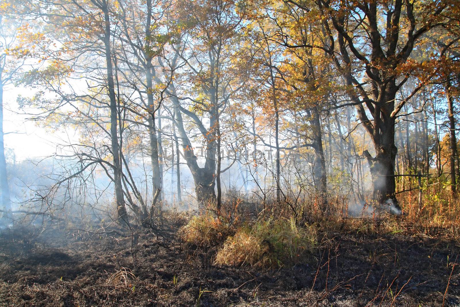 smoke after fire in oak wood