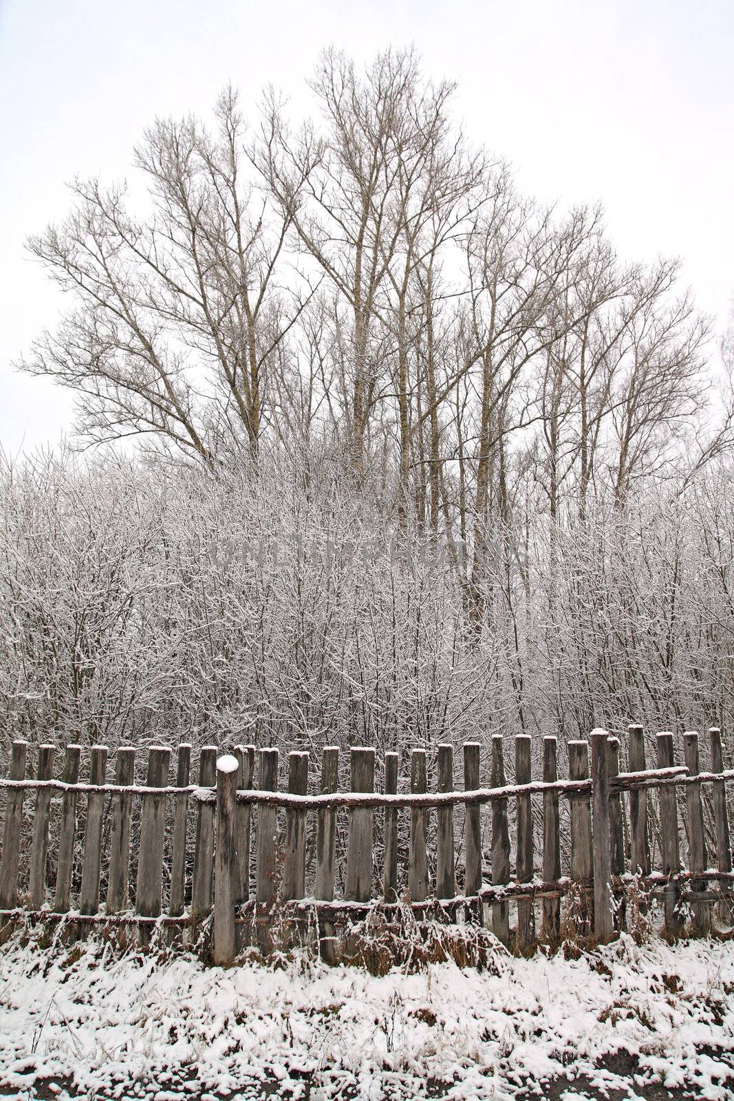 old fence in winter wood