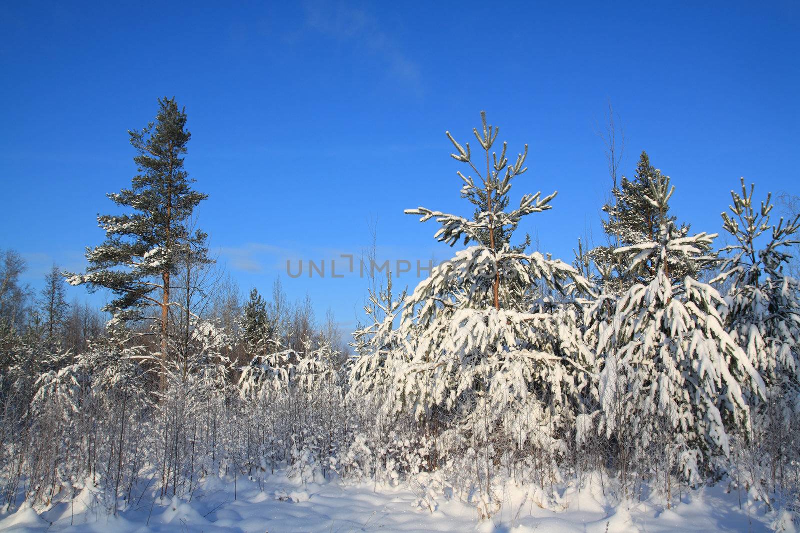 pines in snow on celestial background