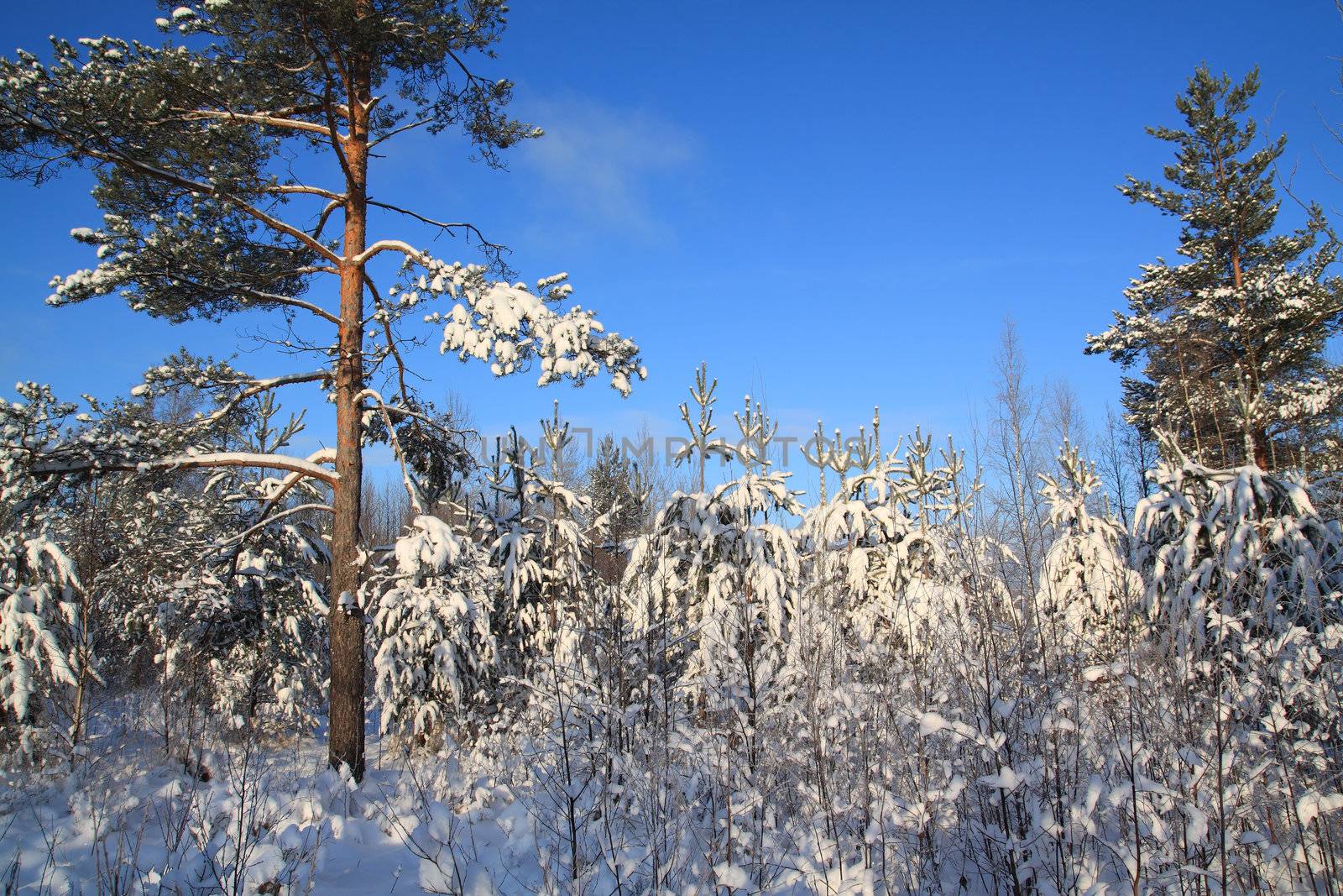 pines in snow on celestial background by basel101658