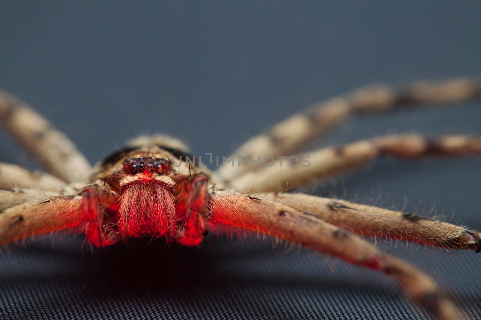Close up of Brown spider