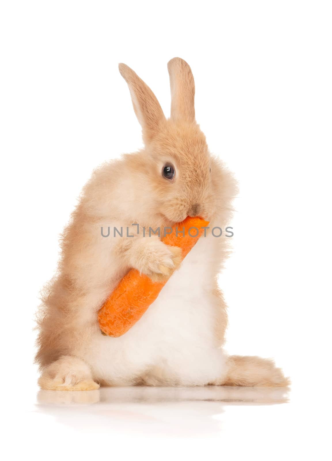 Portrait of adorable rabbit with carrot over white background