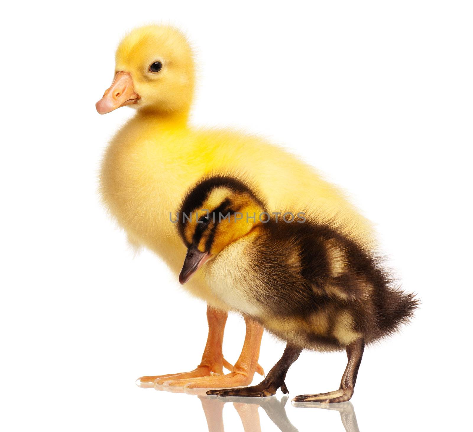 Cute domestic duckling and gosling isolated on white background
