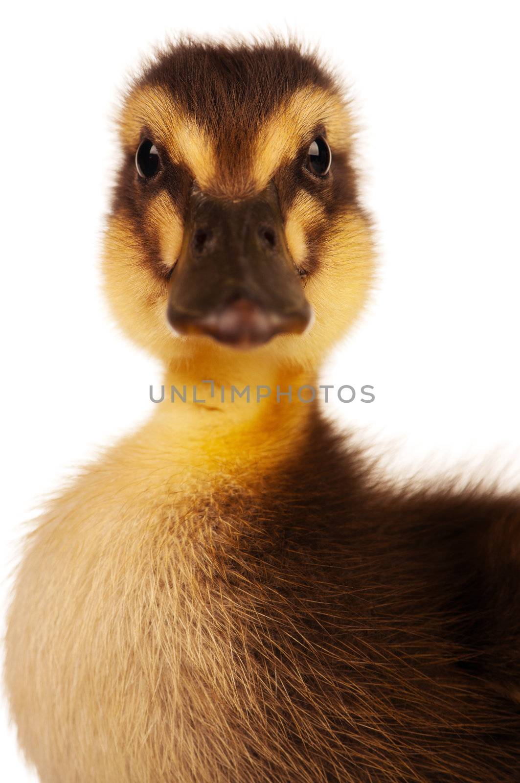 Cute domestic duckling isolated on white background