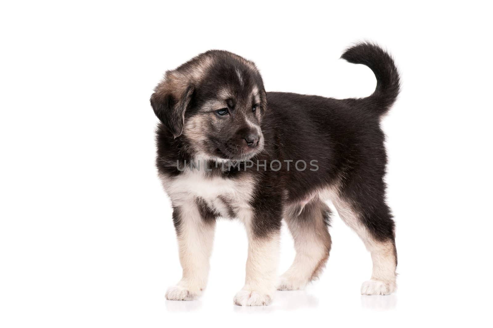 Cute puppy of 1,5 months old on a white background