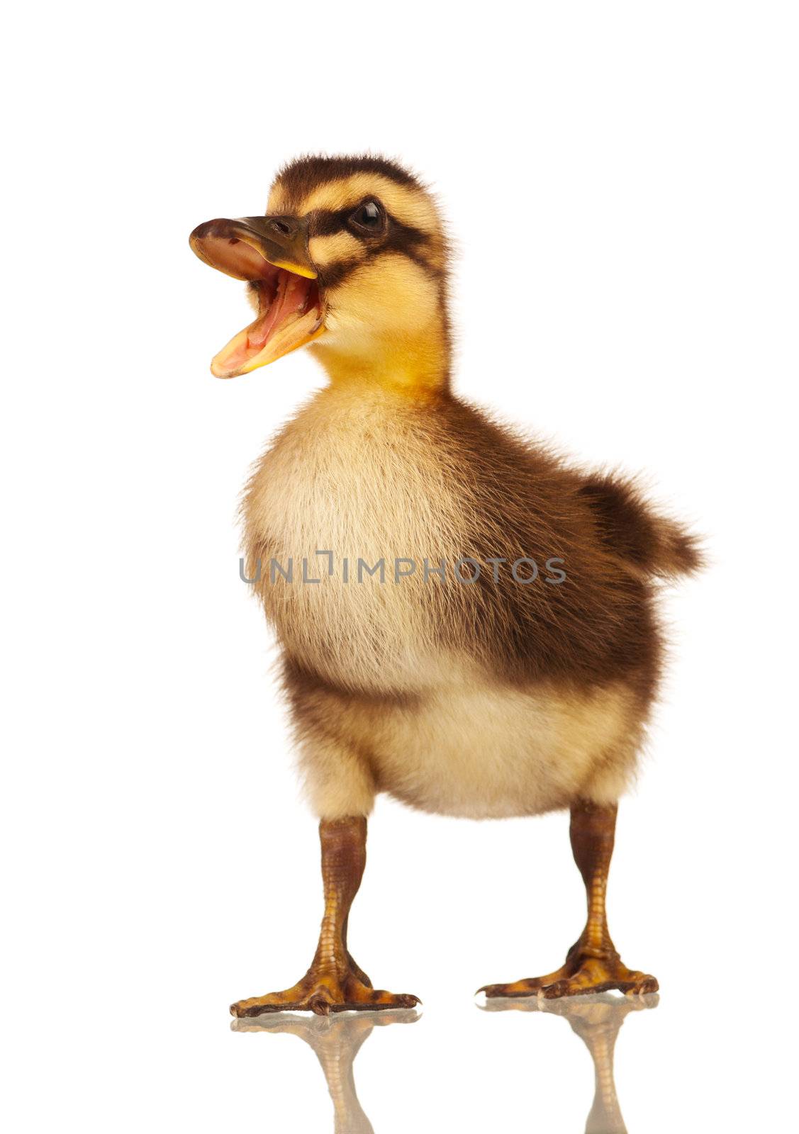 Domestic duckling by fotostok_pdv