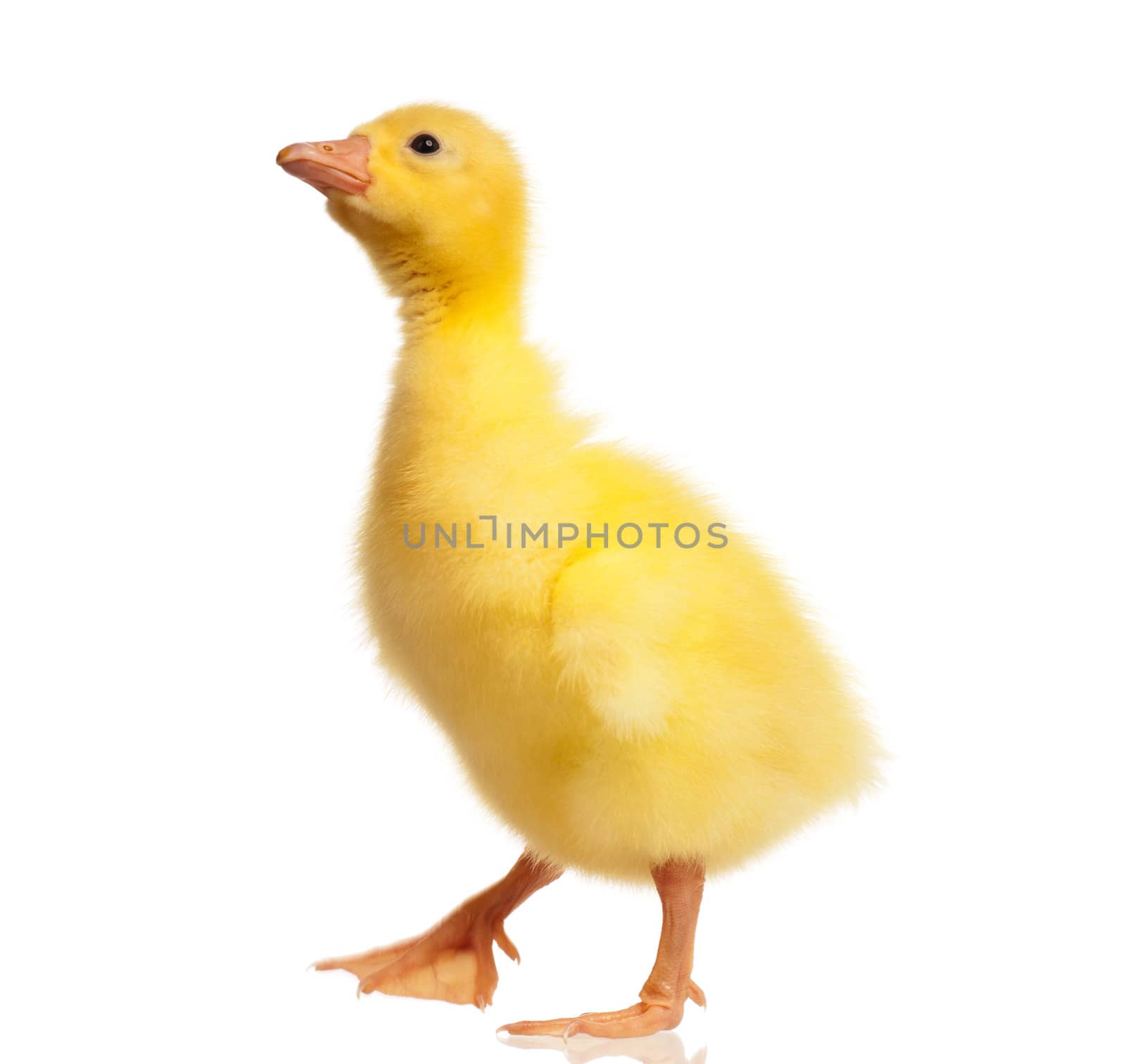 Cute domestic gosling isolated on white background