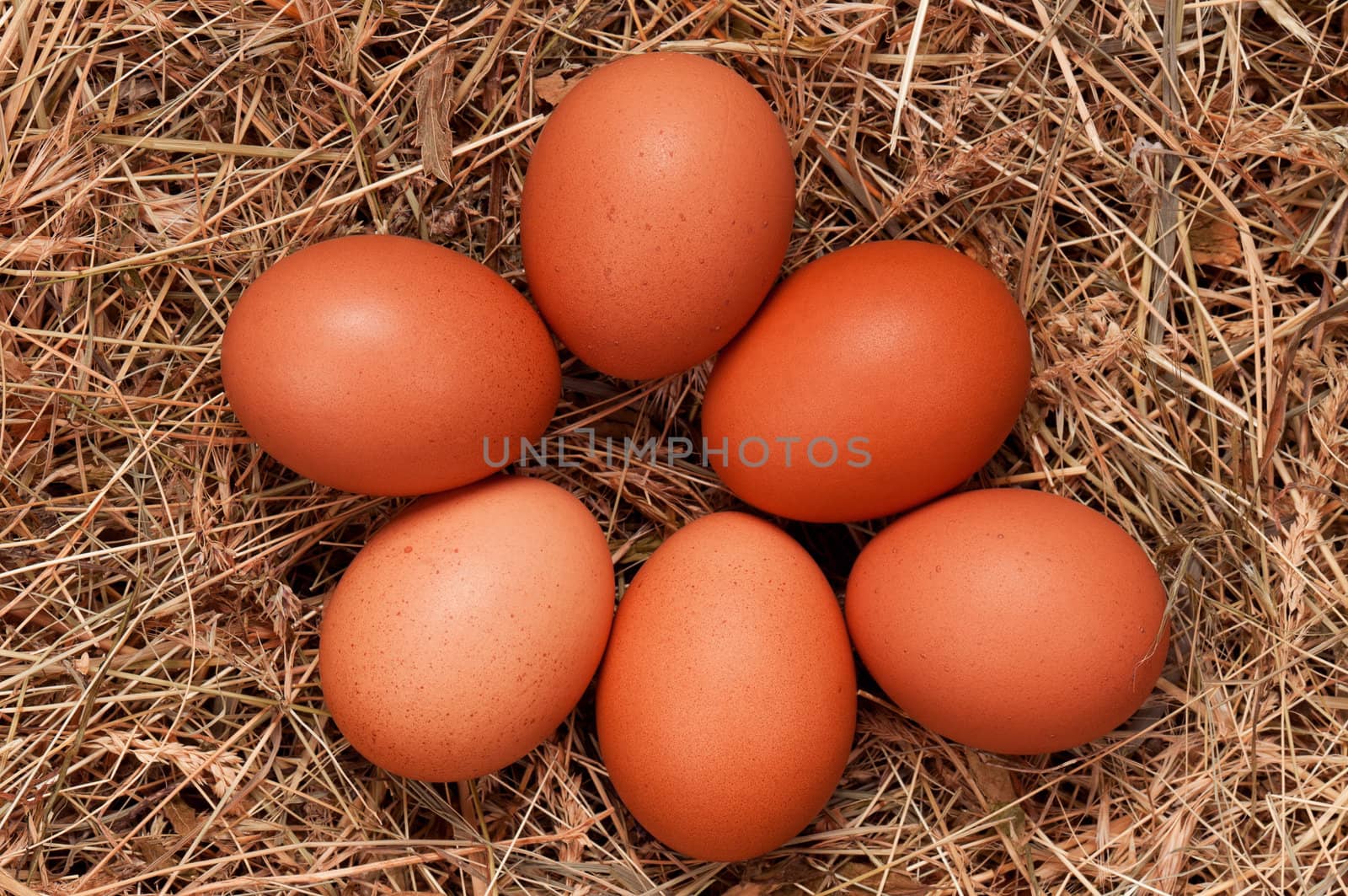 Fresh chicken eggs in the natural nest of hay