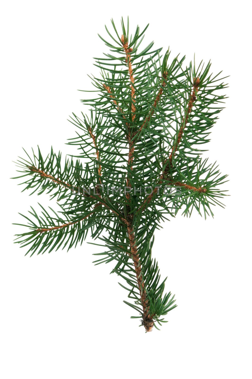 Fir branch by fotostok_pdv