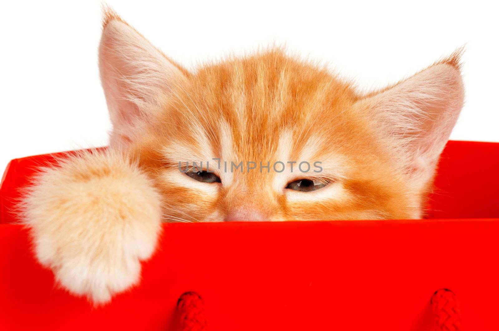 Red kitten by fotostok_pdv