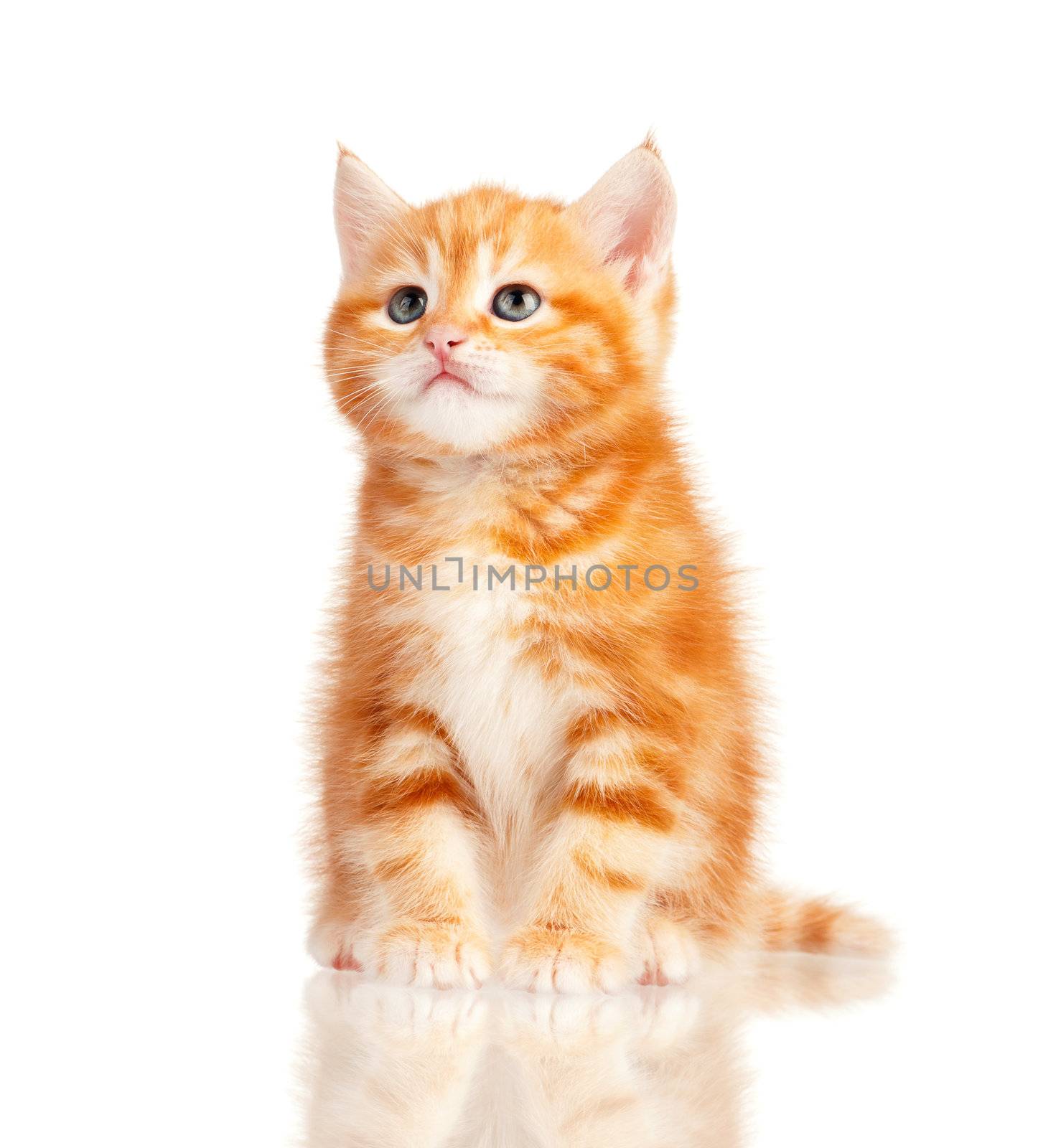 Cute little red kitten isolated on white background